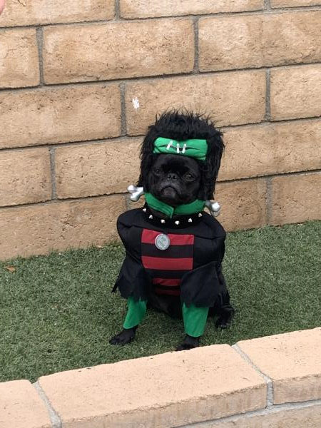 /images/uploads/pug nation rescue of los angeles/pugnation2021/entries/15657thumb.jpg